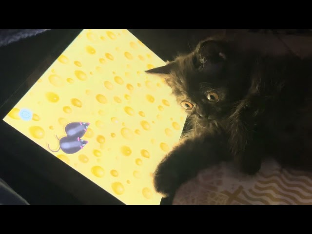 Nyxie the Persian Kitten Goes Digital – Watch Her Hunt 'Rats' on Her iPad Part 1