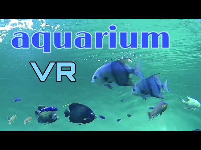 Into the Aquarium (VR180)