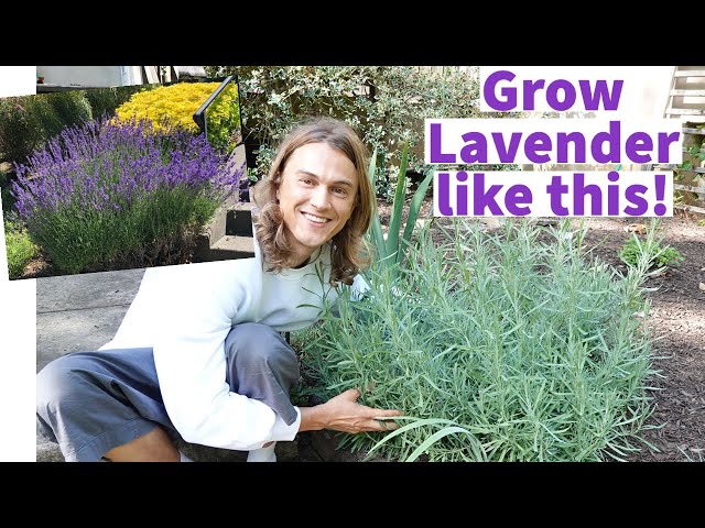 LAVENDER - How to Plant Lavender & Grow Bushy Plants with lots of Flowers