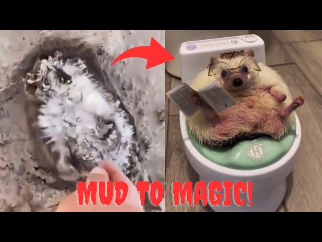 Nobody noticed this creature trapped in the mud |But we were there and then the miraculous happened!