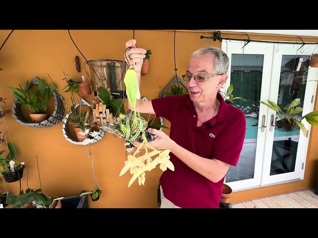 Stanhopea  Fallen Angel (jenischiana x ruckeri). Stan. inodora is a synonym of ruckeri