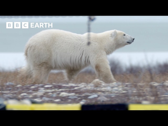 The ‘Anti-Zoo’ Way To View A Polar Bear | BBC Earth Explore