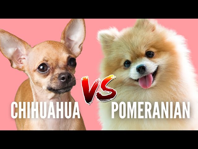 Pomeranian VS Chihuahua: Which Breed Is Best For You