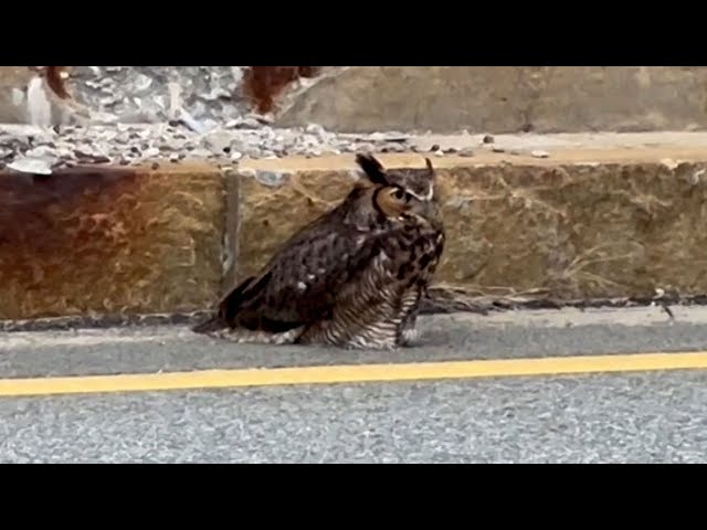 Injured owl spotted on side of Mass. overpass rescued by police