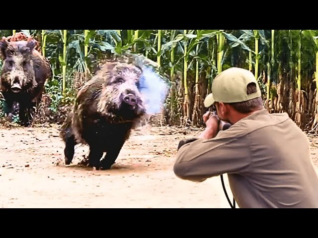 DANGEROUS Wild Boar Hunt Turns Into An Epic Chase ( best 40 ) #wildboar  #wildpig