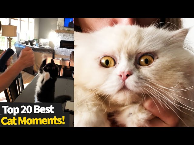 Top 20 Best Viral Cat Videos 2021 | This Is Why I Love Cats #3