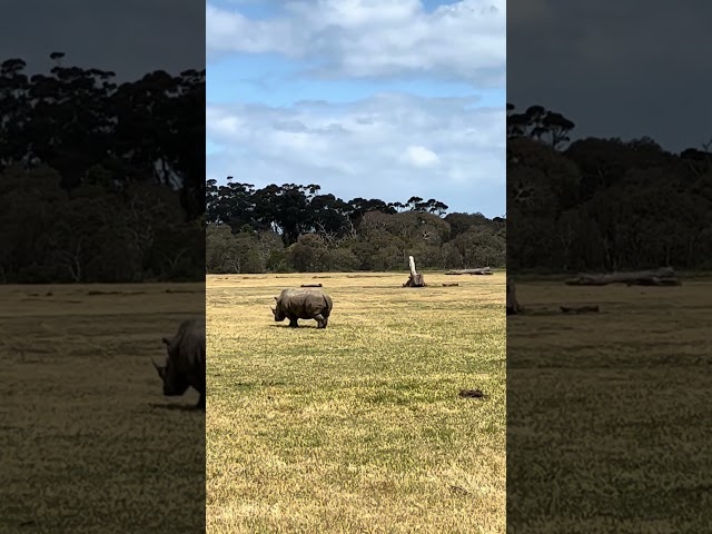 ZOo In Australia 🦘🇦🇺 #australia #pop #zoo #1million #viralshort #feedshorts #most #popular