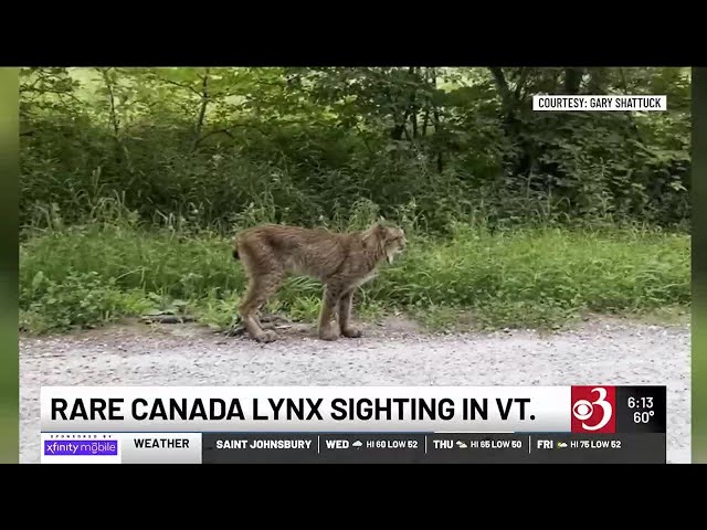 CAUGHT ON CAMERA: Man spots rare, big cat in Vermont