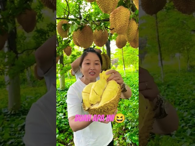 DURIAN APA INI KOK POHONYA SEPERTI ITU/PETIK LANGSUNG DIMAKAN