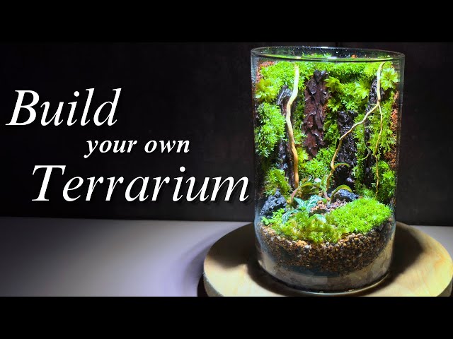 10 ESSENTIAL Terrarium tips For Beginners