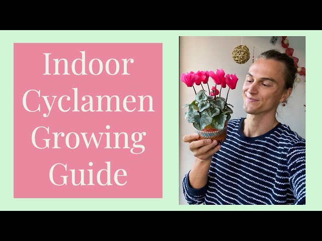 CYCLAMEN Ultimate Growing Guide & After Bloom Care