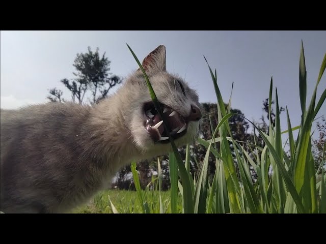 Why my cat eats Grass ? MENU- THE CAT