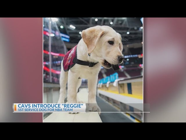 Cavaliers introduce first NBA service dog in training