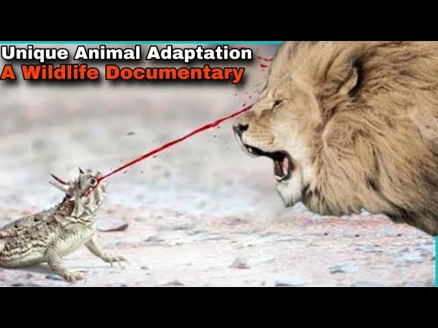 Amazing Animals Adaptation Animal Planet Wildlife Documentary