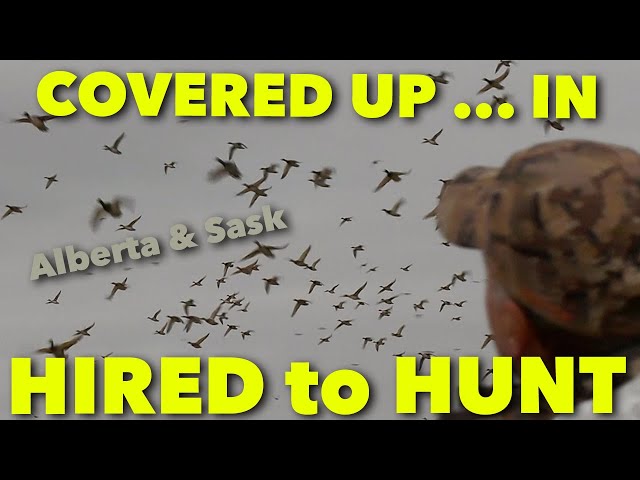 COVERED UP ... in SASK_Hired to Hunt Season 6: Hunting Limits of Ducks & Geese at Ongaro's