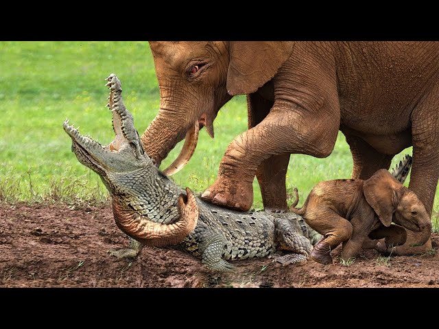 Crocodile Pays Too Much When Attacking Baby Elephant - Elephant Tramples Giant Crocodile