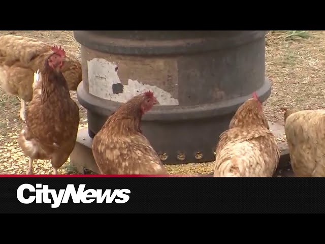 Bird flu vaccine gets conditional approval in U.S.