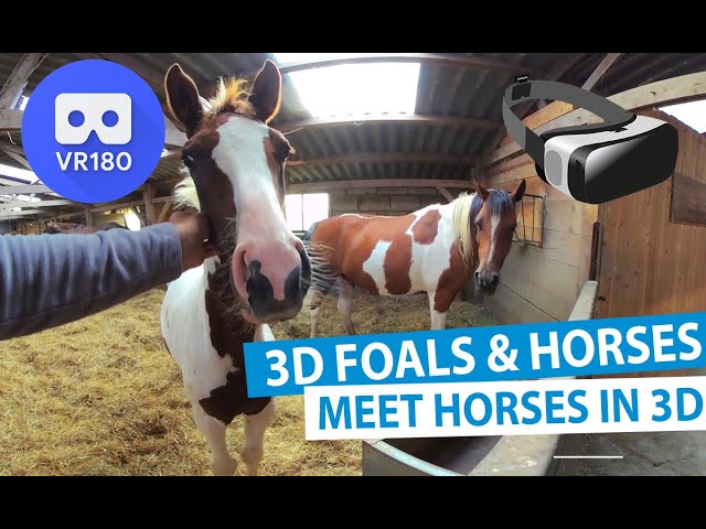 3D Meet the Animals - Meet a Foal & Horses in 3D [VR180]