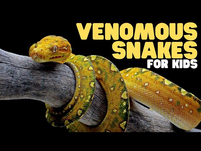 Venomous Snakes for Kids | Learn fun facts about venomous snake species