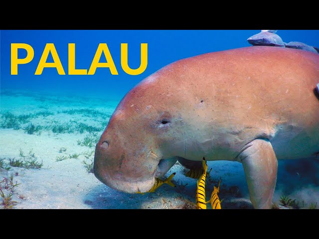 This is PALAU: The last virgin paradise on Earth?