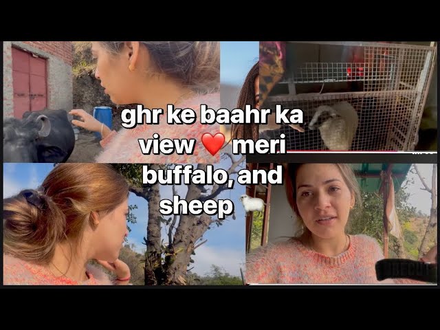 ghr ke baahr ka view ❤️ meri buffalo, and sheep 🐑