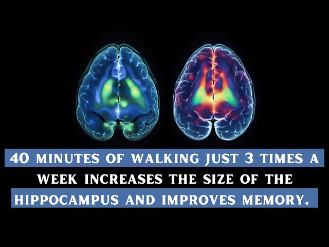 "Boost Your Brain: How 40 Minutes of Walking Improves Memory & Grows Your Hippocampus!" 🚶‍♂️🧠