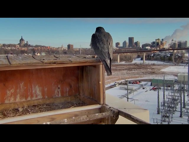 Xcel Energy High Bridge Falcons