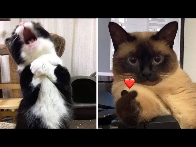 Compilation New Funniest Cat Videos 😹 You laugh You Lose 🤣 Best of Funny Cat Videos 😂