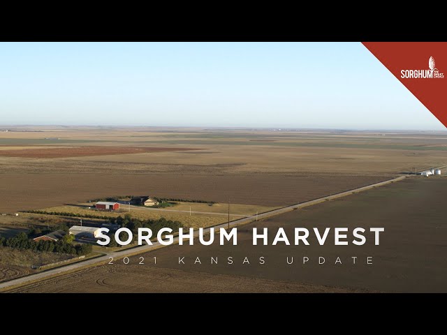 Kansas Sorghum Harvest 2021