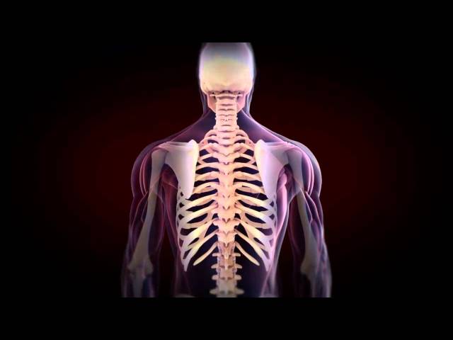 SPC Spine Animation2012