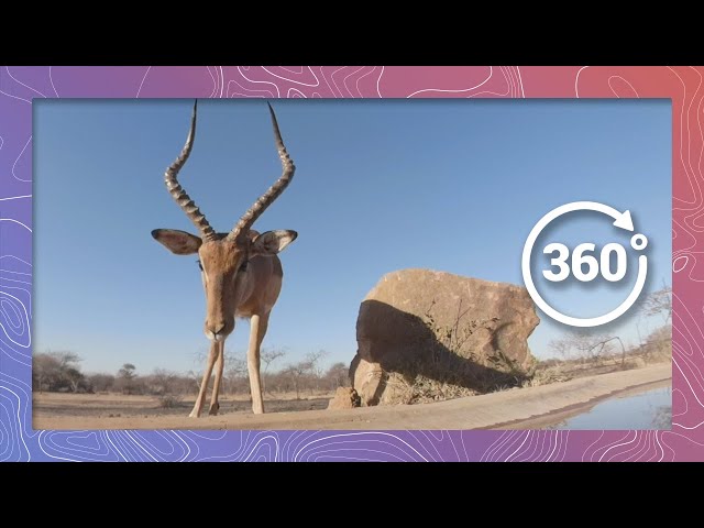 Majestic Impala Pause for Water | Wildlife in 360 VR