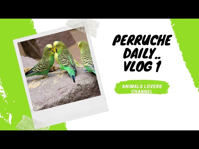 Vlog 1 : say welcome to my new birds