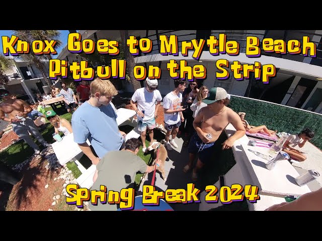 360° Dog Walk 🌟 Knox Goes to Myrtle Beach Strip🌟 Spring Break 2024 🌟 Pitbull Leads the Way  🌟 4K