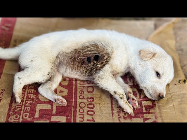 Puppies Rescued With~maggot & hole dog🥲😢🐶