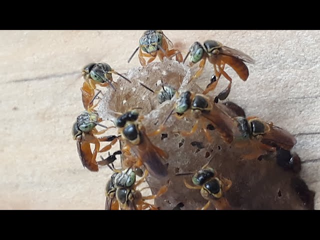 Abelha Jataí (Tetragonisca angustula) Intensa Entrada de Resina