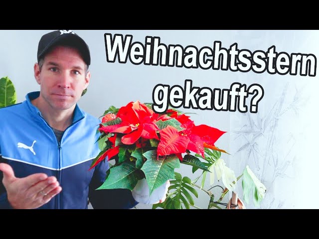 Weihnachtsstern gekauft? 𝐃𝐚𝐬 𝐫𝐚𝐭𝐞 𝐢𝐜𝐡 𝐞𝐮𝐜𝐡 𝐣𝐞𝐭𝐳𝐭!