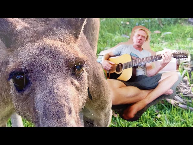 Kangaroo Dreaming with a 12-String Acoustic Guitar 🦘🎻✨ 360 VR