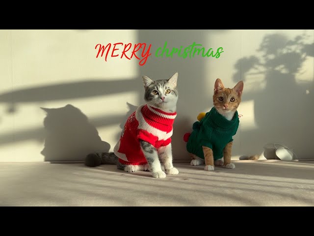 vlog) Natal khusus untuk kucing yang bertemu kucing baru 🎄 adik mochi putih murni