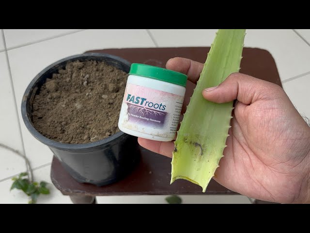 How to Grow Aloe Vera from a Leaf | Easy Aloe Vera Propagation Step by Step