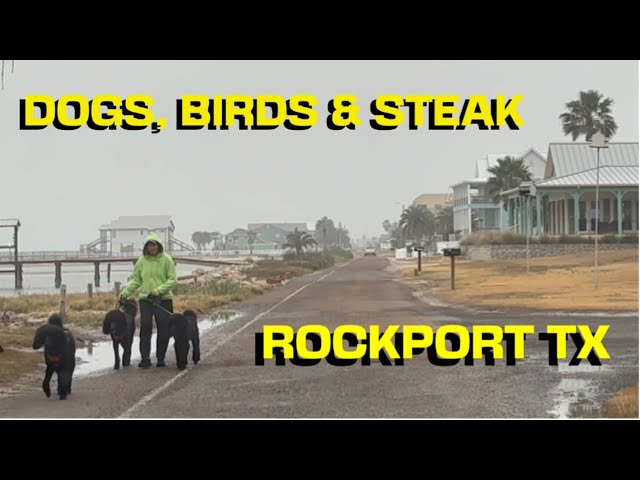 Dogs, Birds & Steak!