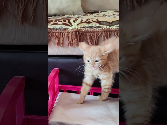 An unpleasant meeting between a ginger kitten and a cat.