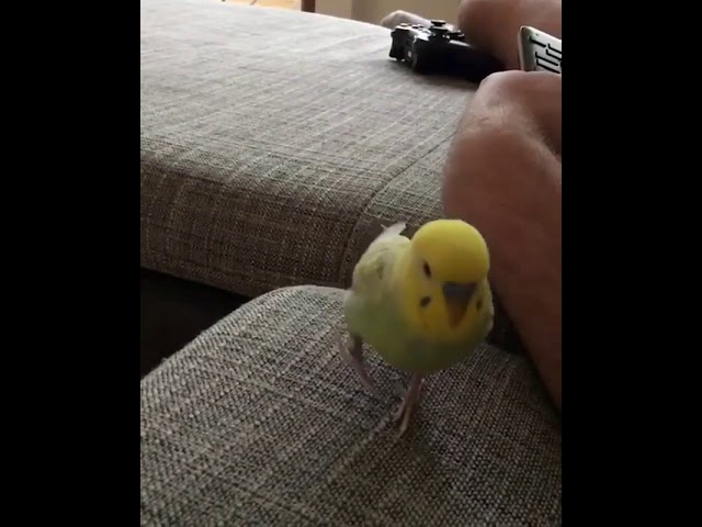 Bird super jump