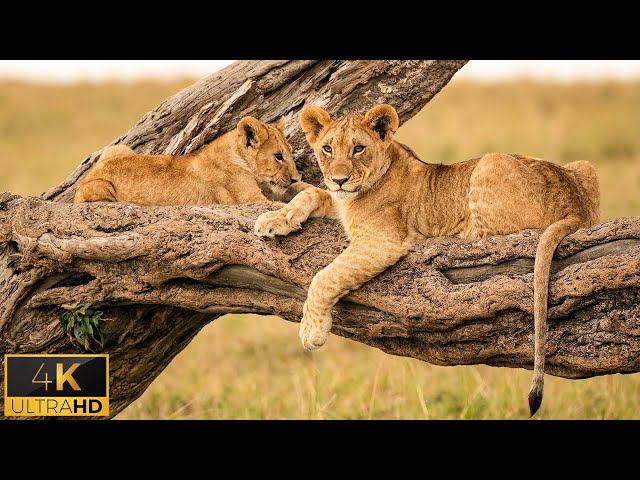 4K African Animals: Serengeti National Park - Relaxing Music With Video About African Wildlife