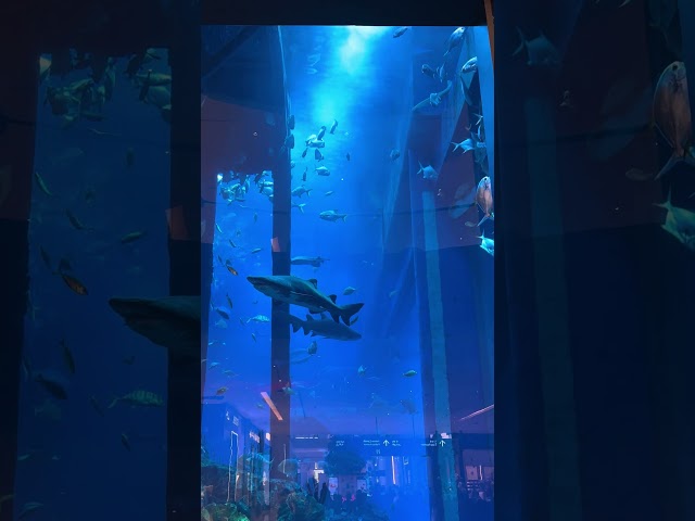 Dubai Aquarium