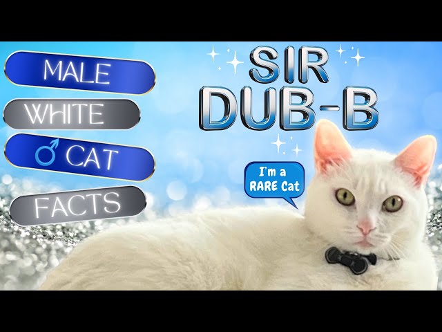 Fascinating Male White Cat Facts That Will Amaze You 🎩🤍