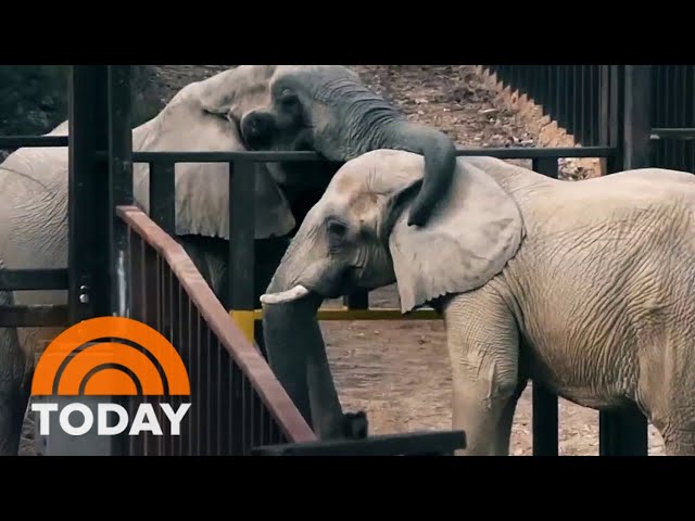 How this sanctuary cares for elephants through their retirement