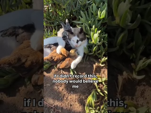 BEST TikTok Cats 🐱 Funny and Cute Compilation 🐱🐾❤️🐱🐾❤️