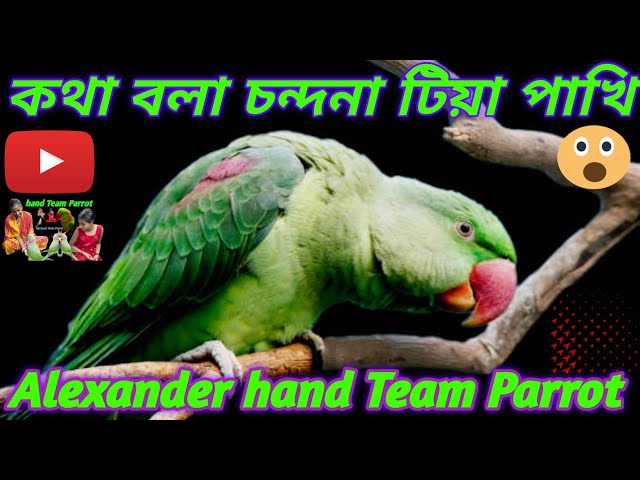 🦜Alexander hand Team Tocking Parrot 🦜 কথা বলা চন্দনা টিয়া পাখি 🐦