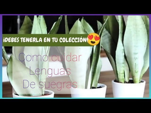 cómo cuidar lengua de suegra la planta de interior decorativa