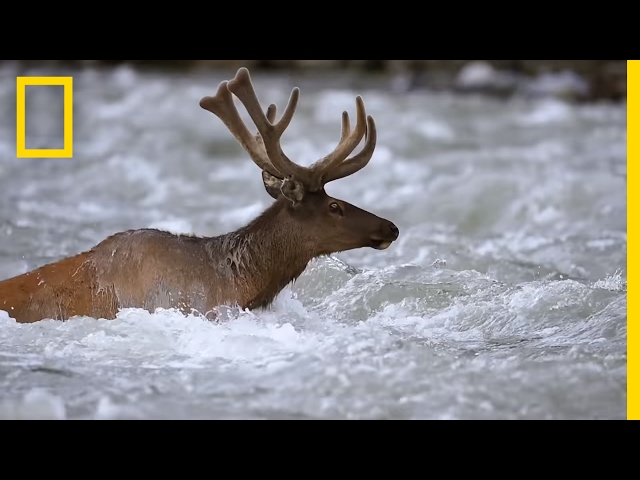 Take an Epic Journey With the Elk of Yellowstone | Short Film Showcase